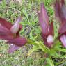 Serapias vomeracea (Burm.f.) Briq. Orchidaceae - Sérapias en soc