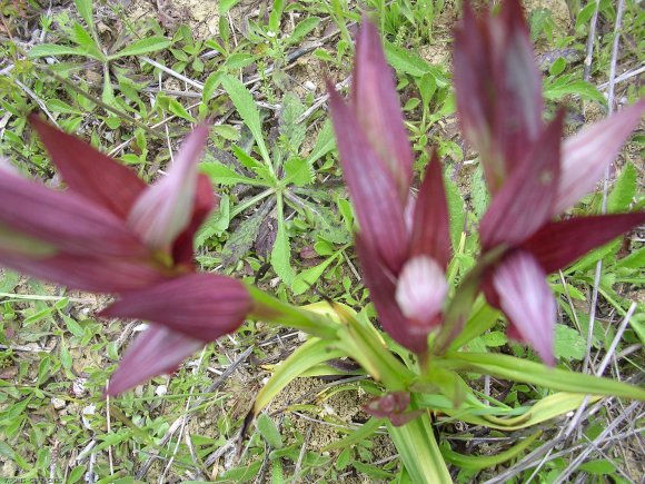 Serapias vomeracea (Burm.f.) Briq. Orchidaceae - Sérapias en soc