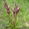 Serapias vomeracea (Burm.f.) Briq. Orchidaceae - Sérapias en soc