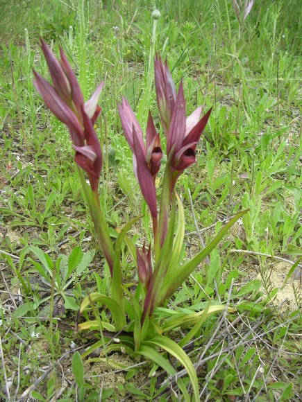 Serapias vomeracea (Burm.f.) Briq. Orchidaceae - Sérapias en soc