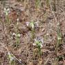 Bartsia trixago