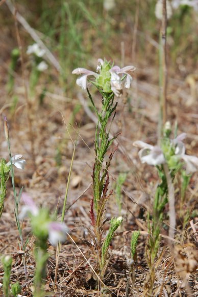 Bartsia trixago L. Orobanchaceae - Bartsie