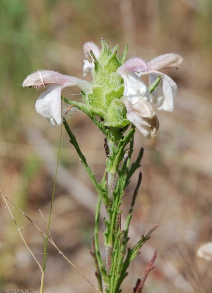 Bartsia trixago L. Orobanchaceae - Bartsie