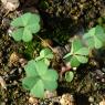 Oxalis corniculata L. Oxalidaceae - Oxalis corniculé