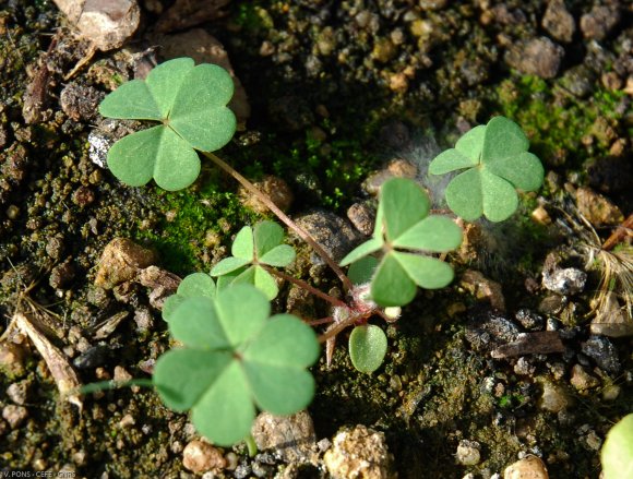 Oxalis corniculata L. Oxalidaceae - Oxalis corniculé