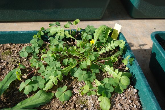 Oxalis corniculata L. Oxalidaceae - Oxalis corniculé