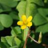 Oxalis corniculata L. Oxalidaceae - Oxalis corniculé
