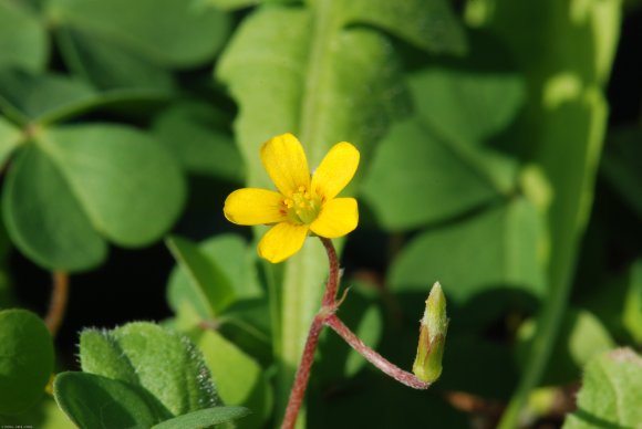 Oxalis corniculata L. Oxalidaceae - Oxalis corniculé