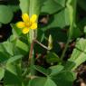 Oxalis corniculata L. Oxalidaceae - Oxalis corniculé