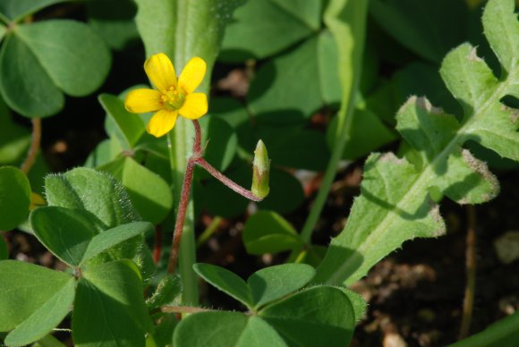 Oxalis corniculata L. Oxalidaceae - Oxalis corniculé