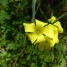 Oxalis pes-caprae L. Oxalidaceae Oxalide des Bermudes