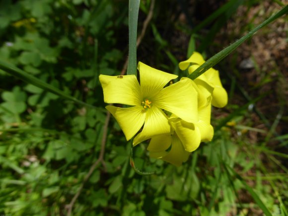 Oxalis pes-caprae L. Oxalidaceae Oxalide des Bermudes