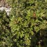 Paeonia broteroi Boiss. & Reut. Paeoniaceae