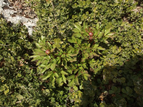 Paeonia broteroi Boiss. & Reut. Paeoniaceae