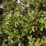Paeonia broteroi Boiss. & Reut. Paeoniaceae