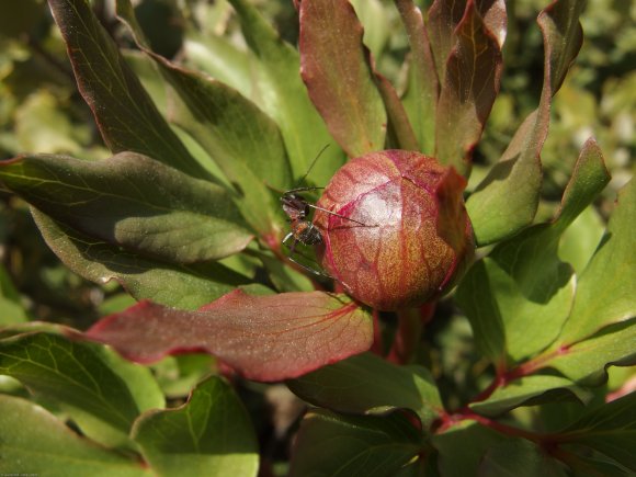 Paeonia broteroi Boiss. & Reut. Paeoniaceae