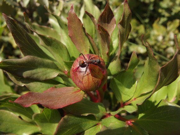 Paeonia broteroi Boiss. & Reut. Paeoniaceae