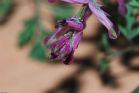 Fumaria officinalis L. Papaveraceae - Fumeterre officinale