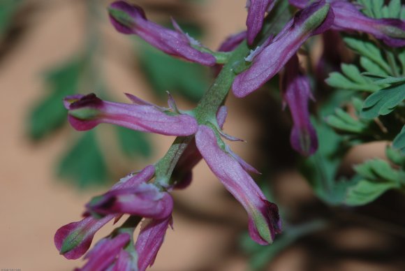 Fumaria officinalis L. Papaveraceae - Fumeterre officinale