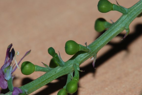 Fumaria officinalis L. Papaveraceae - Fumeterre officinale