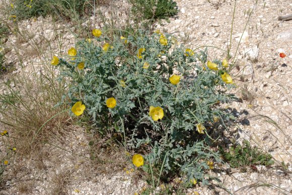 Glaucium flavum Crantz Papaveraceae - Pavot cornu