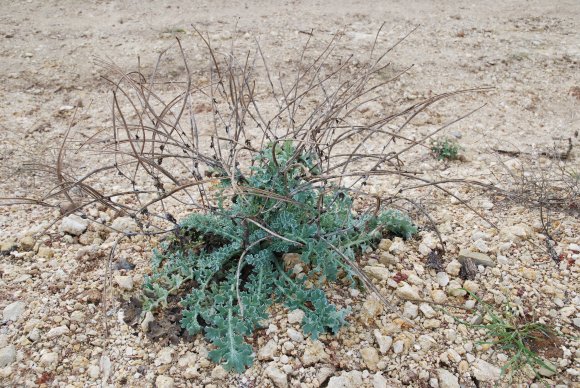 Glaucium flavum Crantz Papaveraceae - Pavot cornu