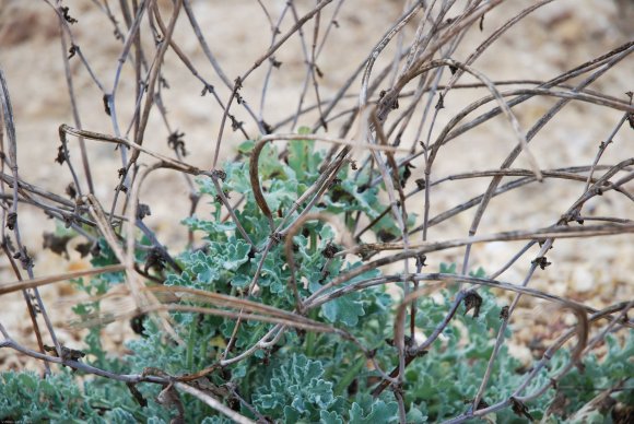 Glaucium flavum Crantz Papaveraceae - Pavot cornu