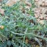 Glaucium flavum Crantz Papaveraceae - Pavot cornu