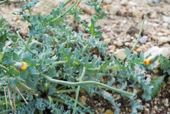 Glaucium flavum Crantz Papaveraceae - Pavot cornu