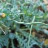 Glaucium flavum Crantz Papaveraceae - Pavot cornu