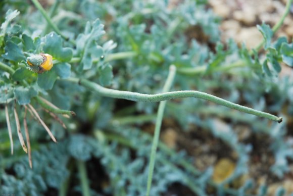 Glaucium flavum Crantz Papaveraceae - Pavot cornu