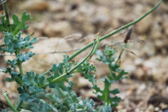 Glaucium flavum Crantz Papaveraceae - Pavot cornu