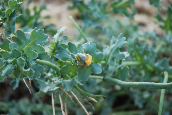 Glaucium flavum Crantz Papaveraceae - Pavot cornu