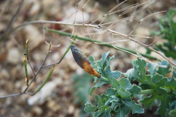 Glaucium flavum Crantz Papaveraceae - Pavot cornu