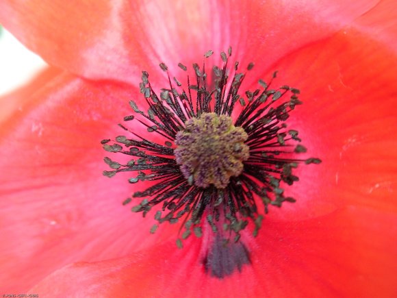 Papaver rhoeas L. Papaveraceae - Coquelicot