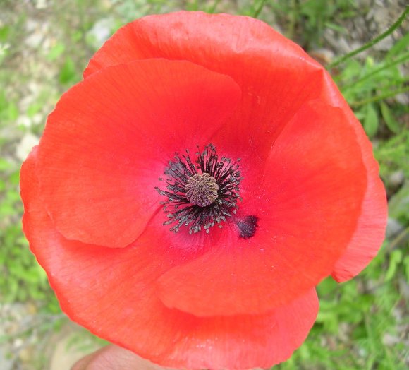 Papaver rhoeas L. Papaveraceae - Coquelicot