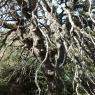 Abies pinsapo Boiss. Pinaceae - 
Sapin d'Andalousie