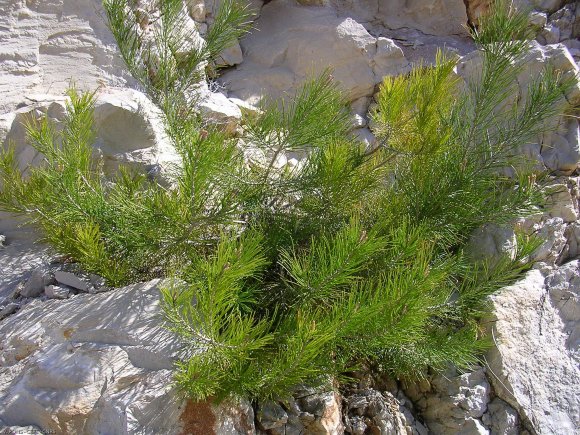 Pinus halepensis Mill. Pinaceae - Pin d'Alep