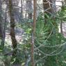 Pinus nigra Arnold Pinaceae - Pin noir d'Autriche