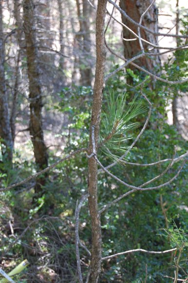 Pinus nigra Arnold Pinaceae - Pin noir d'Autriche