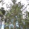 Pinus nigra Arnold Pinaceae - Pin noir d'Autriche