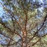Pinus sylvestris L. Pinaceae - Pin sylvestre