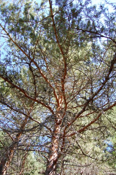 Pinus sylvestris L. Pinaceae - Pin sylvestre