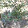 Pinus sylvestris L. Pinaceae - Pin sylvestre