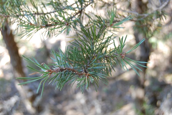 Pinus sylvestris L. Pinaceae - Pin sylvestre