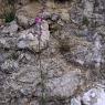 Antirrhinum majus