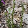 Antirrhinum majus L. Plantaginaceae -Muflier