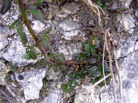 Antirrhinum majus L. Plantaginaceae -Muflier