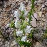 Antirrhinum majus L. Plantaginaceae -Muflier