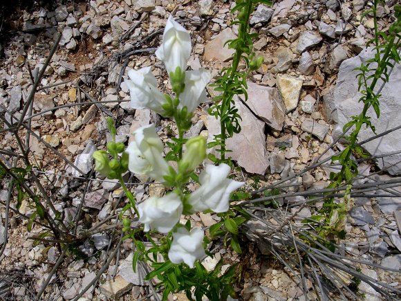 Antirrhinum majus L. Plantaginaceae -Muflier